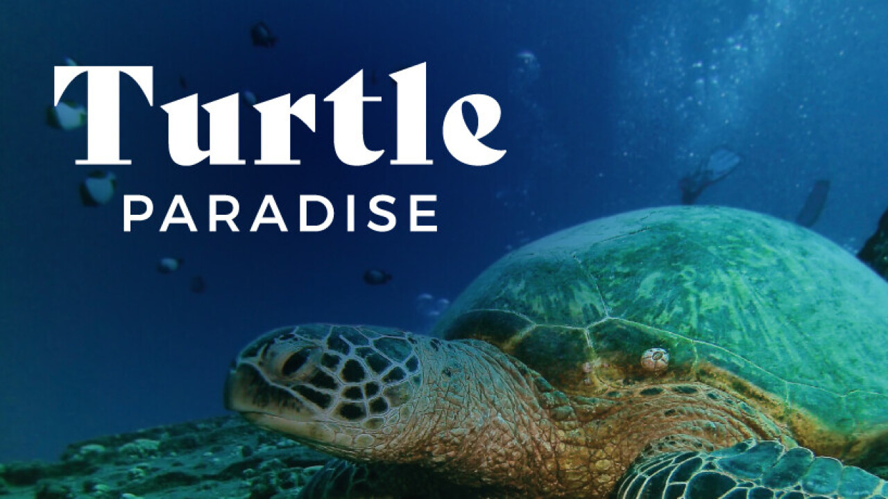 Turtle Paradise