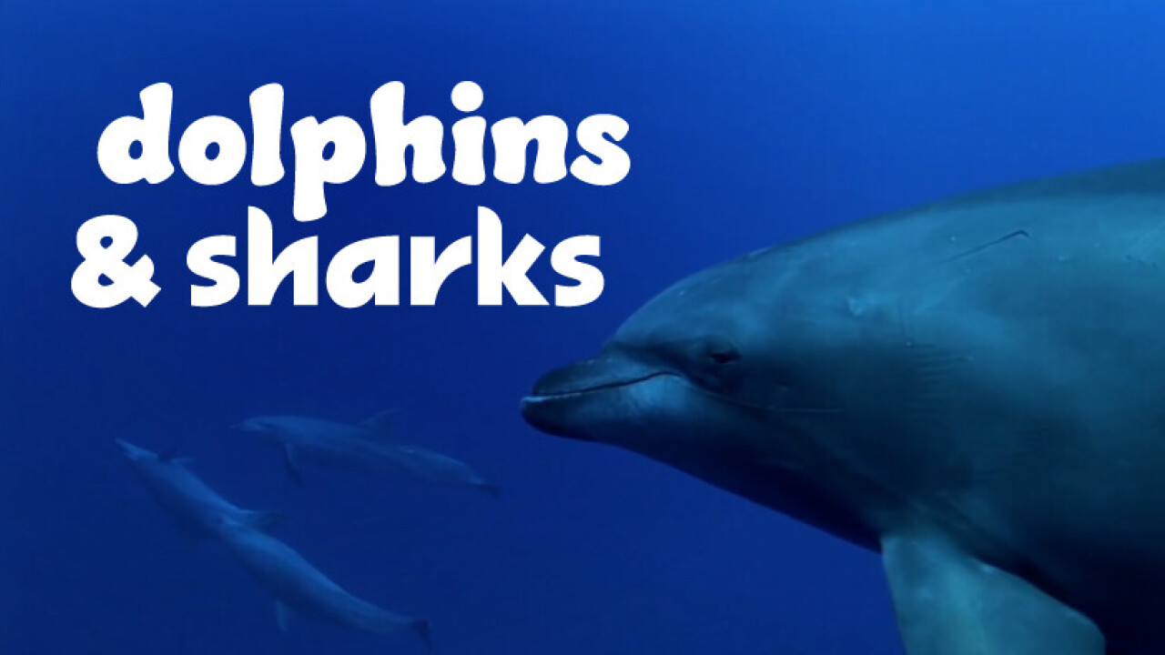 Dolphins and Sharks