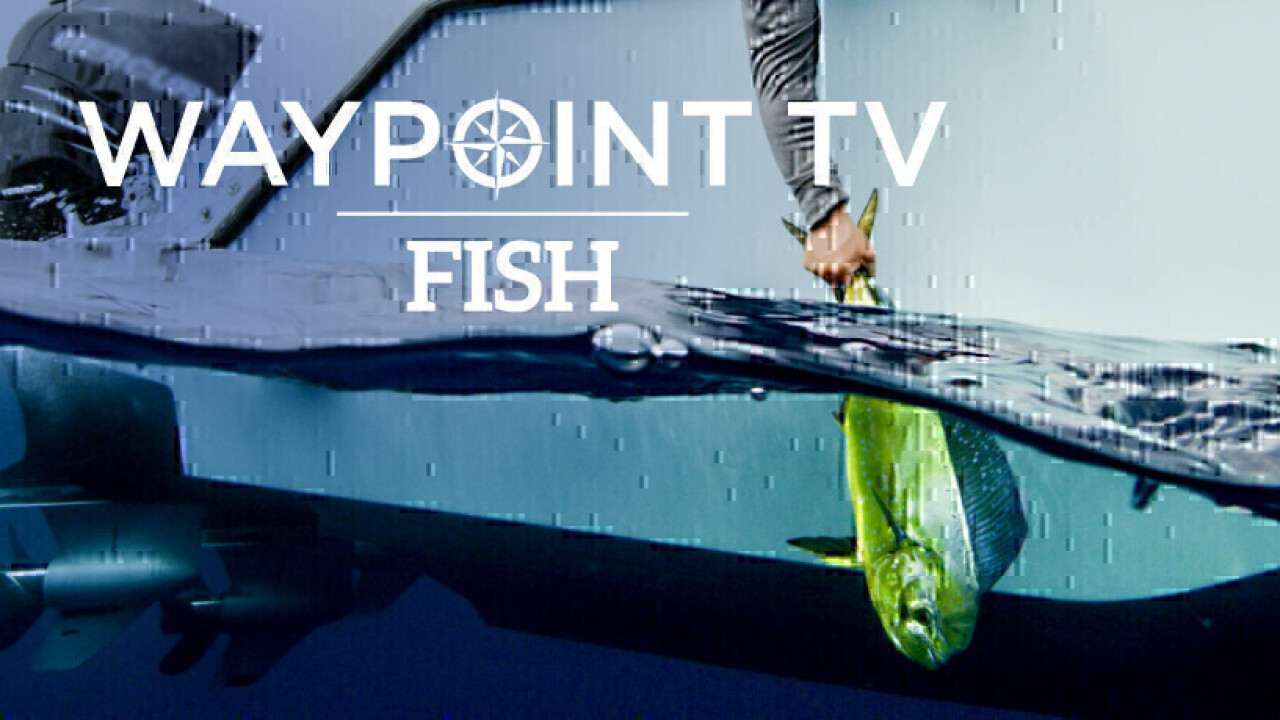 Waypoint TV Fish